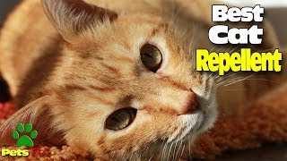 HOW TO MAKE A HOME CAT REPELLENT [upl. by Lucina951]