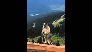 Marmot screaming on Blackcomb Mountain [upl. by Ahsia181]