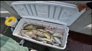 NONSTOP Mangrove snapper and Yellowjacks off the bridge [upl. by Alberta]