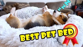 Bought Amazons BEST Pet Bed for My Dog  Extra After College [upl. by Chessy]