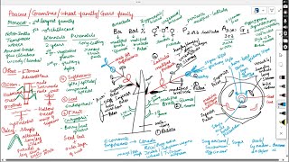 POACEAE GRAMINEAEWHEET GAMILYGRASS FAMILY [upl. by Weiss323]