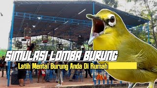 SIMULASI LOMBA BURUNG 📛 Terapi Pleci Ombyokam Mu Dengan Ini Biar Mental Menjadi Lantang [upl. by Eveleen]