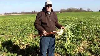 Radish Pea Mixture Cover Crop excellence [upl. by Aniram]