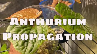 Growing In Leca Pt 6 Anthurium Luxurians Propagation with Updates How to Propagate in Leca Perlite [upl. by Strong]