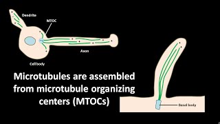 Microtubules are assembled from microtubule organizing centers or MTOCs [upl. by Nadine812]