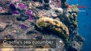 Sea cucumbers Holothuroidea of Moalboal [upl. by Carrnan]