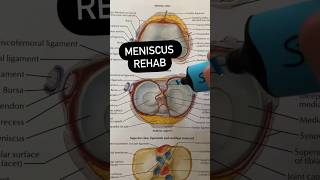 Meniscus Tear Rehab Exercises [upl. by Niwle]