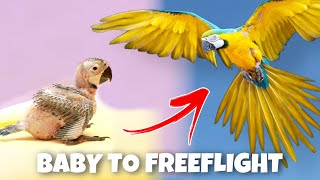 BABY TO FREEFLIGHT MACAW [upl. by Arbrab]