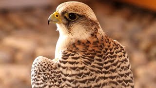 Peregrine Falcon Sounds  Peregrine Falcon Sound Effects  Peregrine Falcon Call  Falcon Noises [upl. by Eilac81]