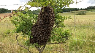 How To Catch amp Rehome A Swarm Of Bees With Cotswold Bees [upl. by Hpsoj800]