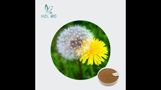 蒲公英提取物 Dandelion Extract [upl. by Silisav]