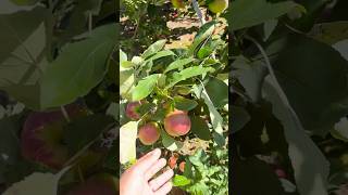 Apple picking for apple cider [upl. by Artemed]