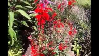 Cardinal Flower Lobelia cardinalis [upl. by Ahseiat]