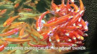 Notropis chrosomus  Rainbow Shiner [upl. by Rufus48]