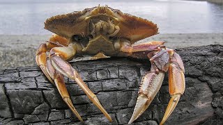 Facts The Dungeness Crab [upl. by Eniarda536]