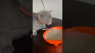 N👀dles learning to eat out of a bowl like a big boi 🥹🍼 babykittens fosteringsaveslives kitten [upl. by Arela]