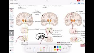 Spinothalamic  Dorsal column  Corticospinal  ascending and descending tract of spinal cord [upl. by Llenrahc]