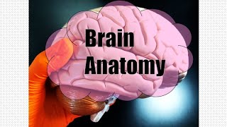 Brain Anatomy [upl. by Enitsirhc]