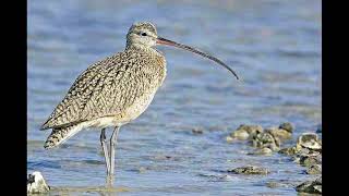 Curlew Sandpiper Bird Call [upl. by Eden]