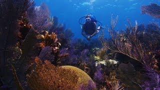 Floridas Coral Reefs Face Altered Oceans [upl. by Neirad]