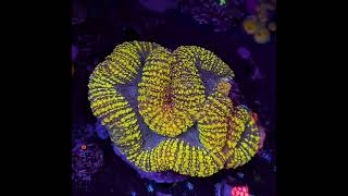 LOBOPHYLLIA YELLOW CARPET [upl. by Malinda254]