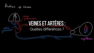 Veines et Artères  quelles différences [upl. by Arahahs978]