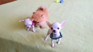 Female puppies Pomeranian and Chihuahua for sale [upl. by Fortunato269]