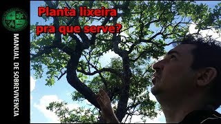 lixeirasambaíba combate úlcerasinflamaçõesdiabetespressão alta  manual de sobrevivência [upl. by Ayhtak]