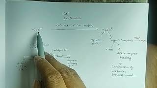 Mechanism of contraction of smooth muscle [upl. by Sherrill]