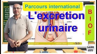 PARCOURS INTERNATIONAL BIOF l excrétion urinaire [upl. by Matusow954]