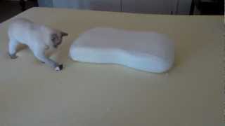 Tonkinese Cat Playing on Memory Foam HD [upl. by Notlim]