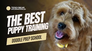 Goldendoodle Training Program [upl. by Arst]