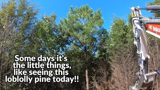 This loblolly pine made my day Excavator time KapperoutdoorsProject291 [upl. by Eustace]