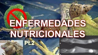 ENFERMEDADES NUTRICIONALES EN IGUANAS  Parte 2 [upl. by Nollid]