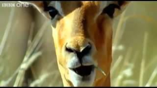 Funny Talking Animals  Special Best Of [upl. by Mosby]