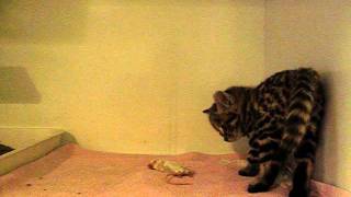 6 weeks old hand reared blackfooted cat Felis nigripes is playing with mice RSCC [upl. by Washko]