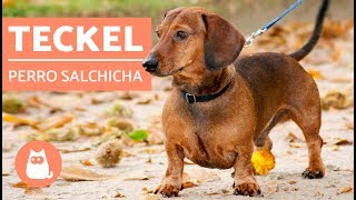 DACHSHUND o TECKEL  ¡El PERRO SALCHICHA [upl. by Adnauqahs]