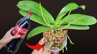 Do this after the Orchid flowers fall the orchid roots grow immediately Orchid Care for Beginners [upl. by Llerreg]