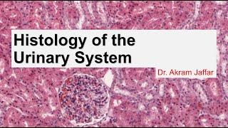 Histology of the urinary system [upl. by Bilak]