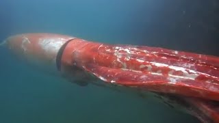 7 Strange Deep Ocean Squid Encounters Caught on Camera [upl. by Enomahs]