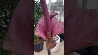 Amorphophallus konjac in bloom at Valleyview Gardens amorphophallus corpseflower [upl. by Annailuj]