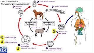 Echinococcus granulosus life cycle [upl. by Sacken]