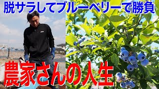 脱サラしてブルーベリーで勝負「農家さんの人生」〜Blueberry cultivation agricultural story〜【千葉 松戸 】 [upl. by Navannod]