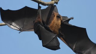 Giant Fruit Bats Fighting [upl. by Eylsel]