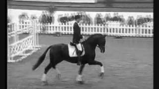 Equine Dressage Music Video [upl. by Namya]