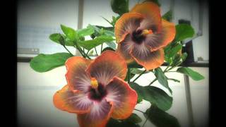 Hibiscus rosasinensis Fifth Dimension [upl. by Gamal35]