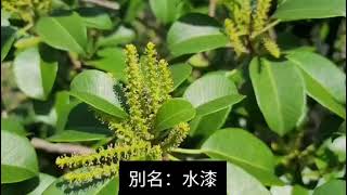 第一百三十七集：海漆 Excoecaria agallocha [upl. by Surdna834]