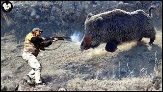 How Farmers Deal With Million Of Wild Boars By Hunting Dog  Wild Boar Attack [upl. by Samot947]