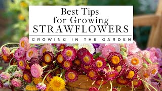 HOW to PLANT and GROW STRAWFLOWERS plus TIPS for growing strawflowers in HOT CLIMATES [upl. by Ahsha757]