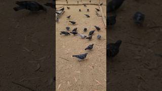 Pigeons of Chollas Lake Sister Nancy vibes reggae exercise pigeons JemOfDaNile selflove [upl. by Alamap]